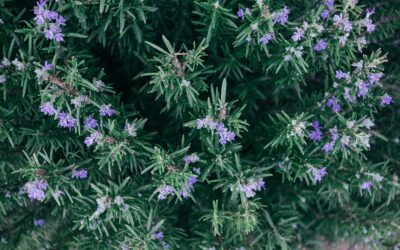 The benefits of  the Rosemary Herb