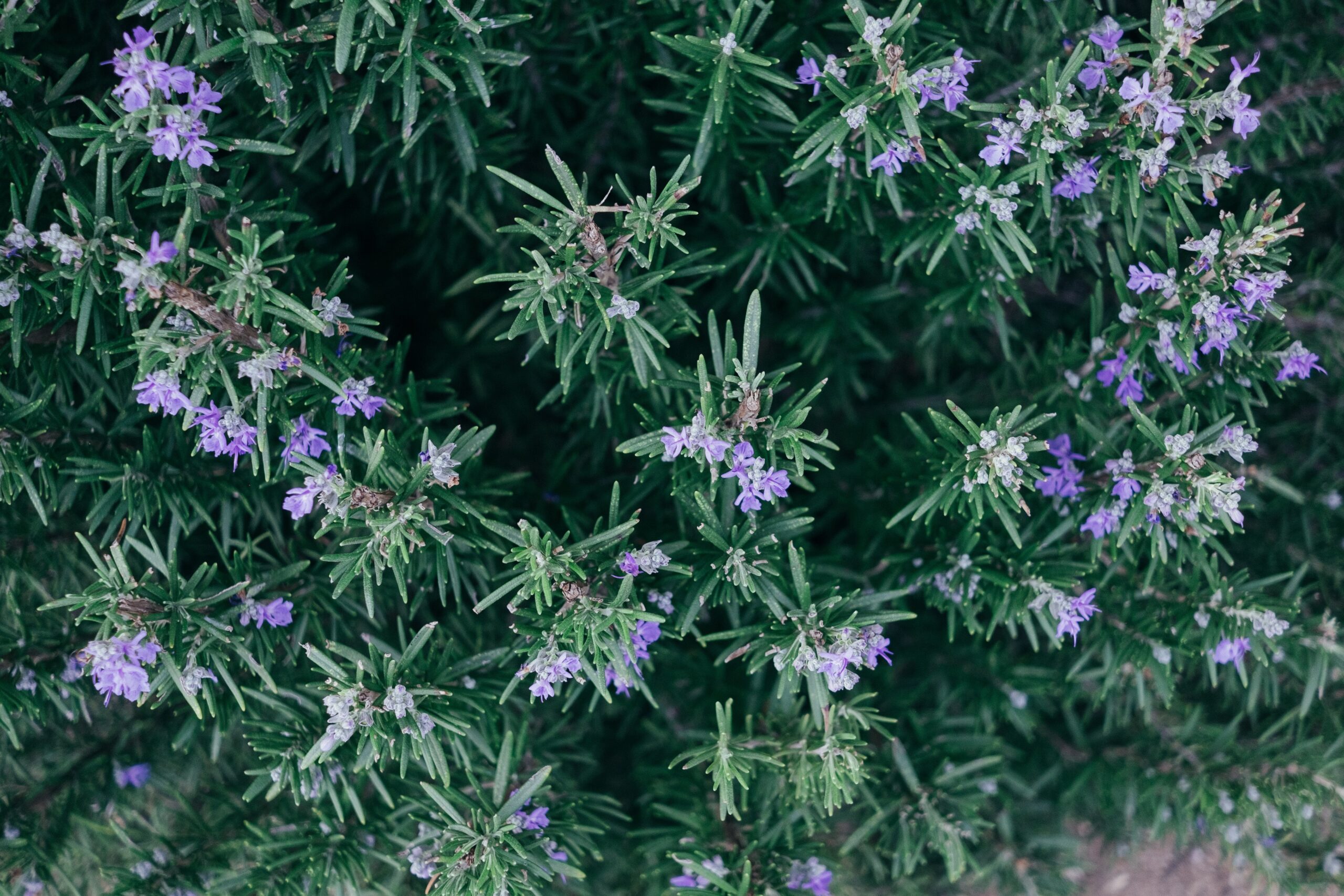 The Benefits Of The Rosemary Herb GANGA PREM HOSPICE